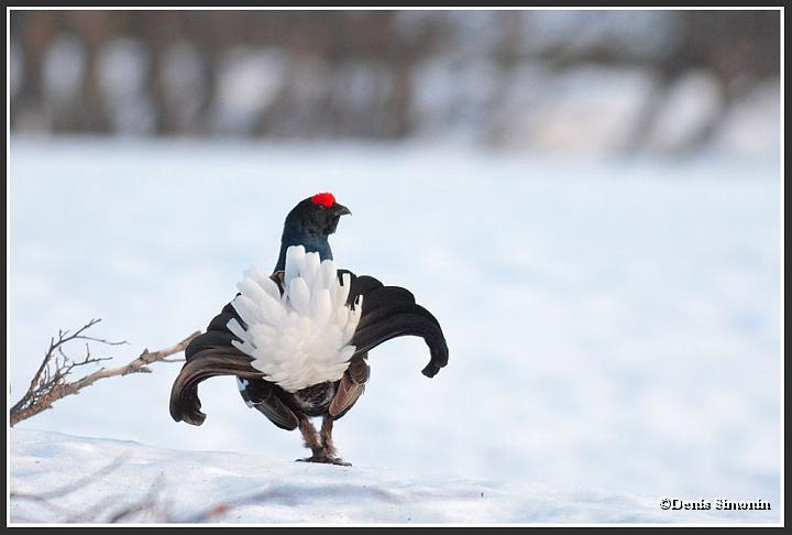 parade de tétras lyres sur neige